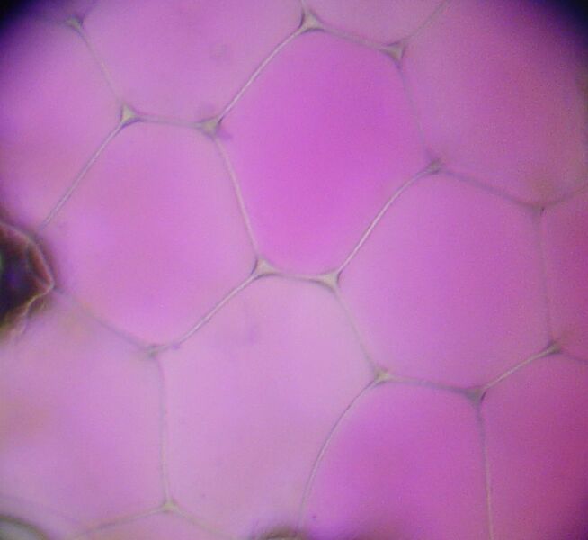 Plik:Rhoeo Discolor epidermis.jpg