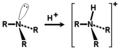 Budowa przestrzenna aminy i jonu amoniowego.png