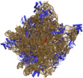 50S-subunit of the ribosome 3CC2.png