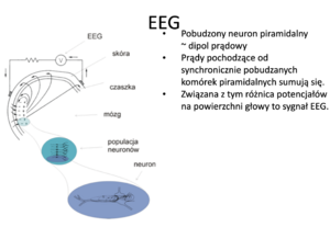 EEG dipol.png